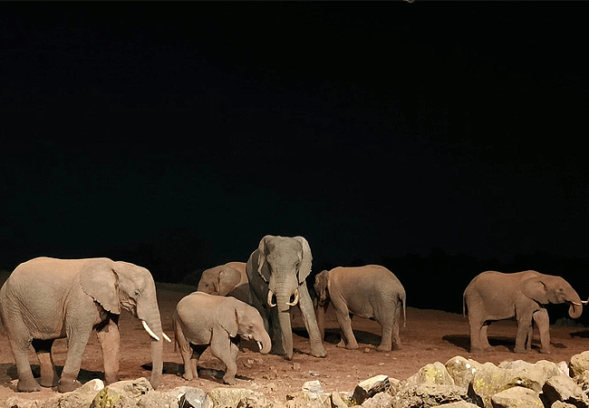the-ark-lodge-aberdare-national-park-elephants-at-night The Ark Lodge Aberdare National Park
