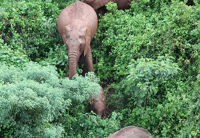 the-ark-lodge-aberdare-national-park-forest-elephants The Ark Lodge Aberdare National Park