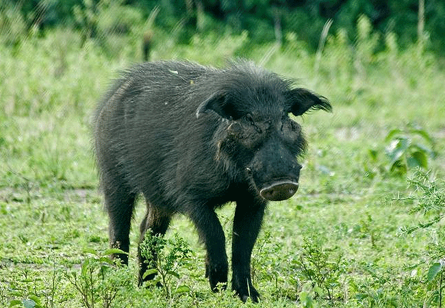 the-ark-lodge-aberdare-national-park-giant-forest-hog The Ark Lodge Aberdare National Park