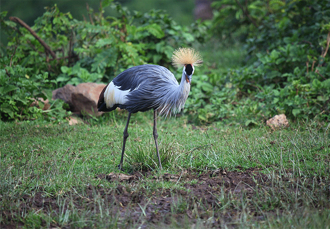 the-ark-lodge-aberdare-national-park-grey-crowned-crane The Ark Lodge Aberdare National Park