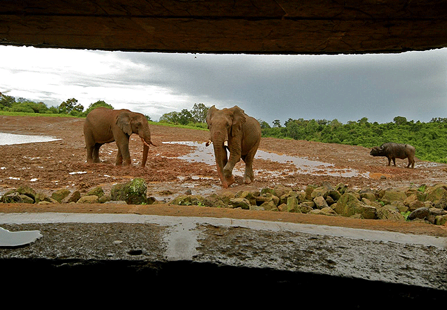 the-ark-lodge-aberdare-national-park-ground-level-bunker-hideout-for-photographers The Ark Lodge Aberdare National Park