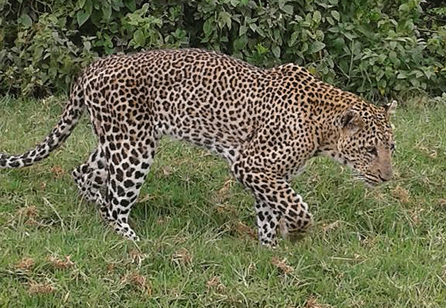 the-ark-lodge-aberdare-national-park-leopard The Ark Lodge Aberdare National Park