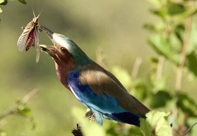 the-ark-lodge-aberdare-national-park-lilac-breasted-roller-bird The Ark Lodge Aberdare National Park