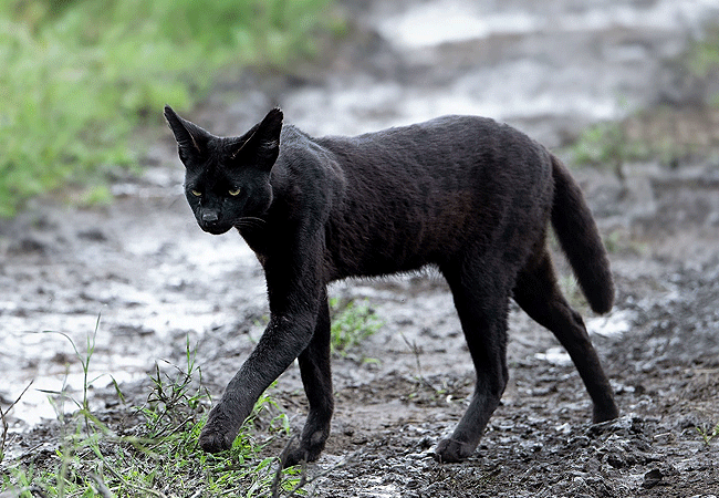 the-ark-lodge-aberdare-national-park-mellanistic-black-serval-cat The Ark Lodge Aberdare National Park