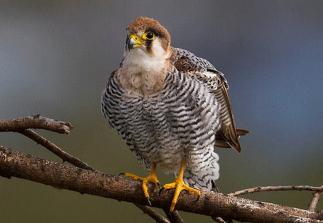 the-ark-lodge-aberdare-national-park-red-necked-falcon The Ark Lodge Aberdare National Park