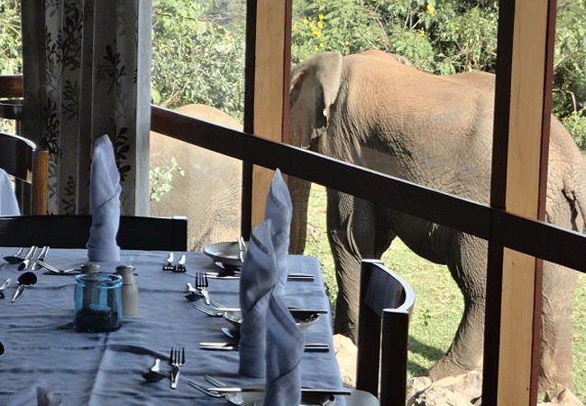 the-ark-lodge-aberdare-national-park-restaurant The Ark Lodge Aberdare National Park
