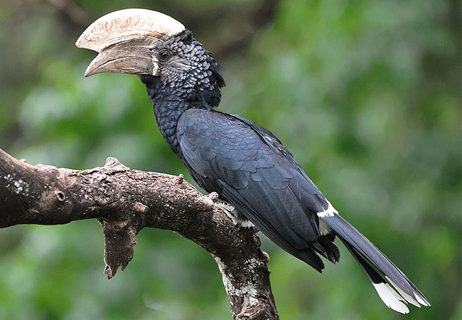 the-ark-lodge-aberdare-national-park-silvery-cheeked-hornbill The Ark Lodge Aberdare National Park