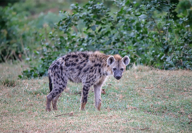 the-ark-lodge-aberdare-national-park-spotted-hyena The Ark Lodge Aberdare National Park