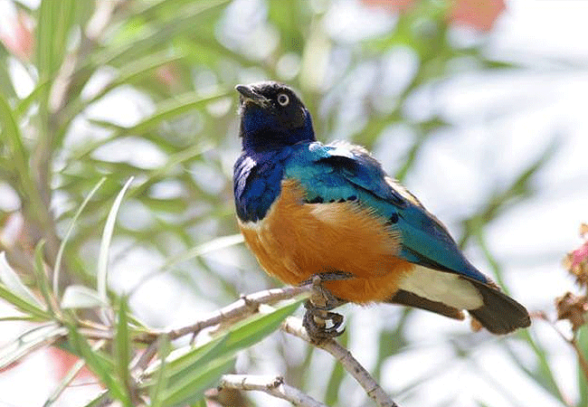 the-ark-lodge-aberdare-national-parksuperb-starling-bird The Ark Lodge Aberdare National Park