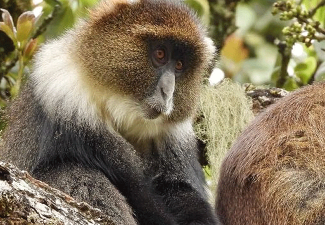the-ark-lodge-aberdare-national-park-sykes-monkey The Ark Lodge Aberdare National Park