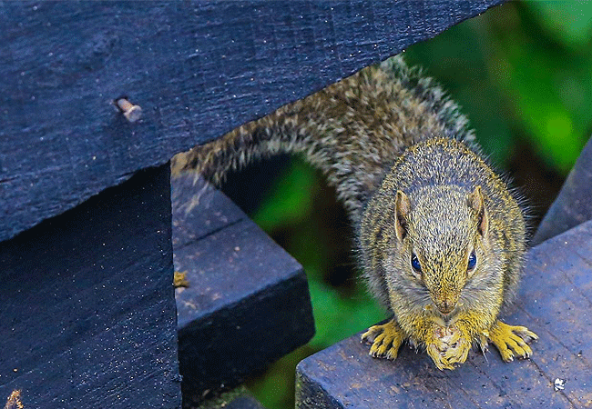 the-ark-lodge-aberdare-national-park-tree-squirrel The Ark Lodge Aberdare National Park