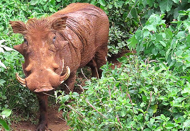 the-ark-lodge-aberdare-national-park-warthog The Ark Lodge Aberdare National Park