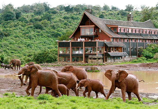 the-ark-lodge-aberdare-national-park-yasabara-waterhole-elephants The Ark Lodge Aberdare National Park