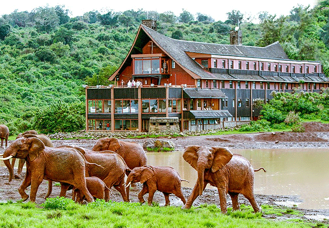 the-ark-lodge-aberdare-national-park-yasabara-waterhole-kenya The Ark Lodge Aberdare National Park