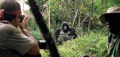 Kampala 1 Day Trips Budongo Forest Chimpanzee Trekking