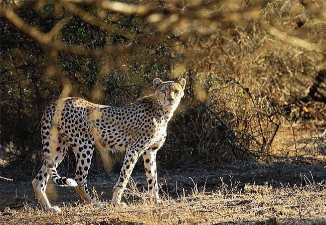 campi-ya-kanzi-camp-luxury-tented-safari-camp-cheetah Campi ya Kanzi Camp Chyulu Hills Tsavo West National Park Kenya