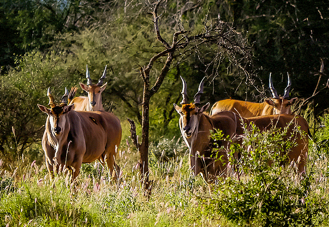 campi-ya-kanzi-camp-luxury-tented-safari-camp-common-eland Campi ya Kanzi Camp Chyulu Hills Tsavo West National Park Kenya