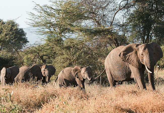 campi-ya-kanzi-camp-luxury-tented-safari-camp-elephants Campi ya Kanzi Camp Chyulu Hills Tsavo West National Park Kenya