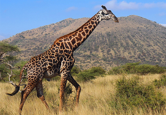 campi-ya-kanzi-camp-luxury-tented-safari-camp-giraffe Campi ya Kanzi Camp Chyulu Hills Tsavo West National Park Kenya
