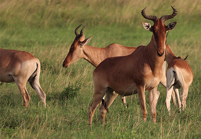 campi-ya-kanzi-camp-luxury-tented-safari-camp-hartebeests Campi ya Kanzi Camp Chyulu Hills Tsavo West National Park Kenya