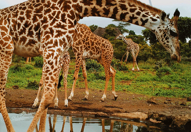 campi-ya-kanzi-camp-luxury-tented-safari-camp-has-a-watering-hole-with-wonderful-views-of-kilimanjaro Campi ya Kanzi Camp Chyulu Hills Tsavo West National Park Kenya