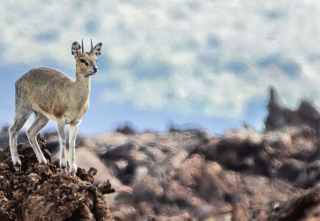 campi-ya-kanzi-camp-luxury-tented-safari-camp-klipspringer Campi ya Kanzi Camp Chyulu Hills Tsavo West National Park Kenya