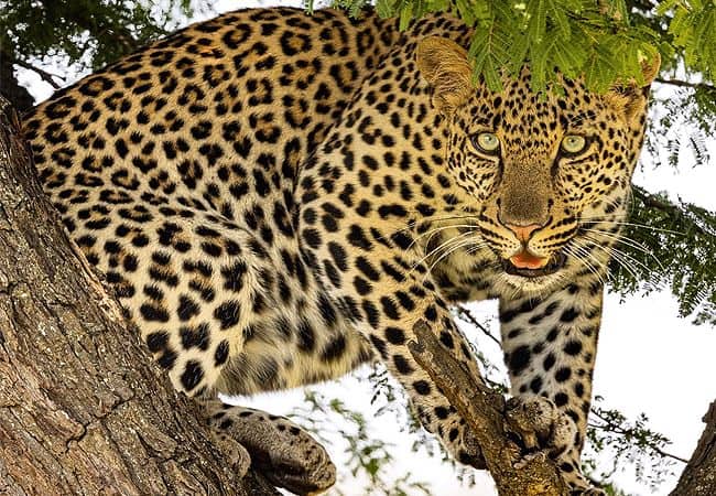 campi-ya-kanzi-camp-luxury-tented-safari-camp-leopard Campi ya Kanzi Camp Chyulu Hills Tsavo West National Park Kenya