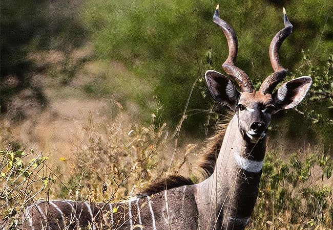 campi-ya-kanzi-camp-luxury-tented-safari-camp-lesser-kudu Campi ya Kanzi Camp Chyulu Hills Tsavo West National Park Kenya