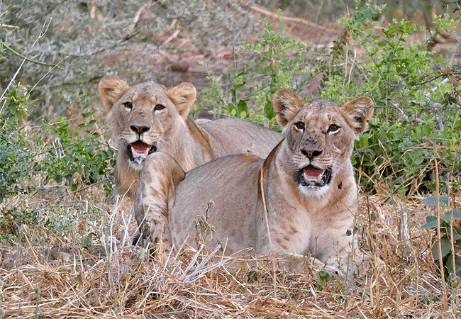 campi-ya-kanzi-camp-luxury-tented-safari-camp-lions Campi ya Kanzi Camp Chyulu Hills Tsavo West National Park Kenya