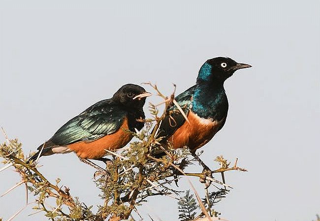 campi-ya-kanzi-camp-luxury-tented-safari-camp-superb-starling-bird Campi ya Kanzi Camp Chyulu Hills Tsavo West National Park Kenya
