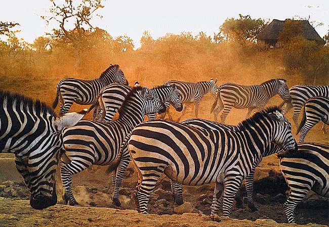 campi-ya-kanzi-camp-luxury-tented-safari-camp-zebras-at-the-water-hole Campi ya Kanzi Camp Chyulu Hills Tsavo West National Park Kenya