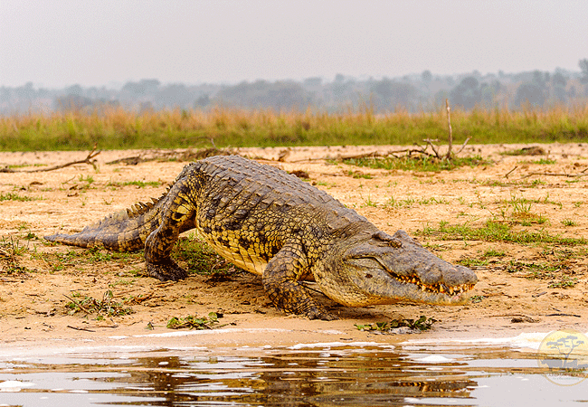 crocodile Kiboko Camp Tsavo East National Park
