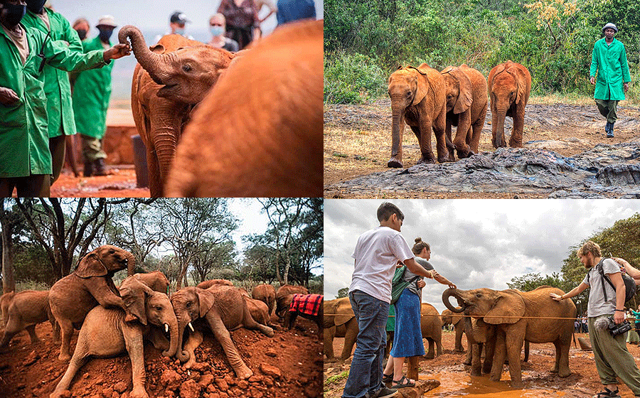 Daphne Sheldrick Elephant Orphanage Tour Nairobi Day Trip