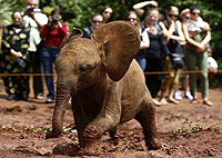 Elephants, Giraffes, Kazuri Beads + Karen Blixen Day Tour– Kenya