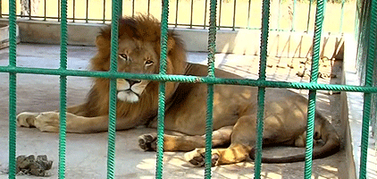 Dar-es-salaam Zoo 1 Day Tour