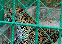 Dar-es-salaam Zoo Day Tour Visit – Tanzania