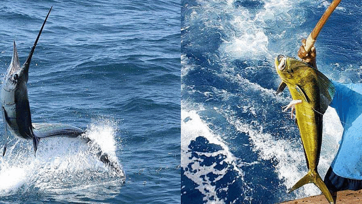 Deep sea fishing in the Lamu archipelago waters is famous
