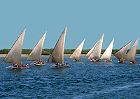 Dhow Race Festival Experience in Lamu Day Tour