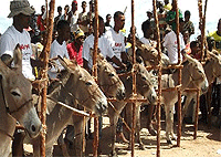 Donkey Race Festival Experience in Lamu Day Tour