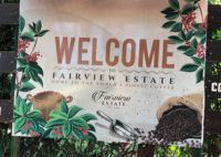 Fairview Estate Coffee Farm Half-Day Tour – Nairobi Day Tour