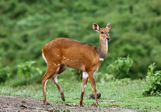 fishing-lodge-aberdare-national-park-bushbuck Fishing Lodge Aberdare National Park