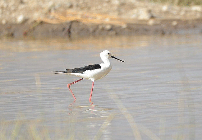 flamingo-hill-tented-camp-lake-nakuru-national-park-black-winged-stilt Flamingo Hill Tented Camp Lake Nakuru National Park Kenya
