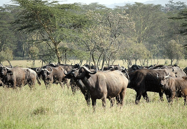 flamingo-hill-tented-camp-lake-nakuru-national-park-buffalo-herd Flamingo Hill Tented Camp Lake Nakuru