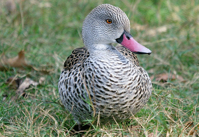 flamingo-hill-tented-camp-lake-nakuru-national-park-cape-teal-duck Flamingo Hill Tented Camp Lake Nakuru
