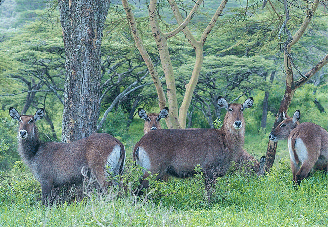 flamingo-hill-tented-camp-lake-nakuru-national-park-defassa-waterbuck-antelopes Flamingo Hill Tented Camp Lake Nakuru National Park Kenya