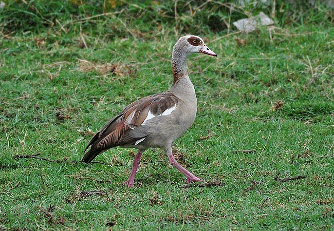 flamingo-hill-tented-camp-lake-nakuru-national-park-egyptian-goose Flamingo Hill Tented Camp Lake Nakuru National Park Kenya