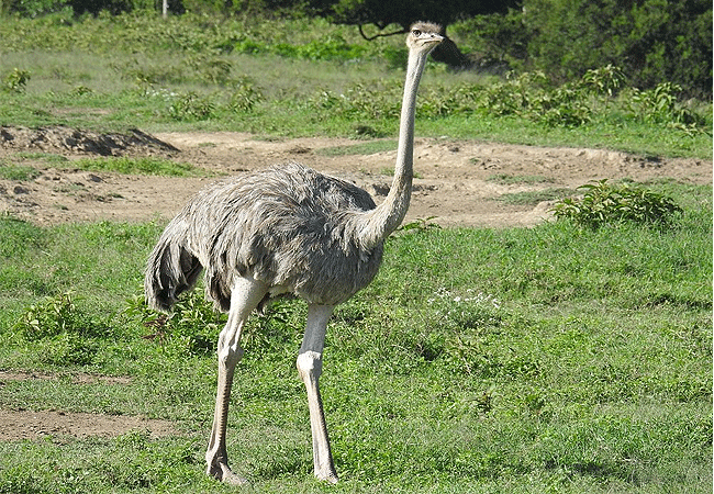 flamingo-hill-tented-camp-lake-nakuru-national-park-female-ostritch Flamingo Hill Tented Camp Lake Nakuru