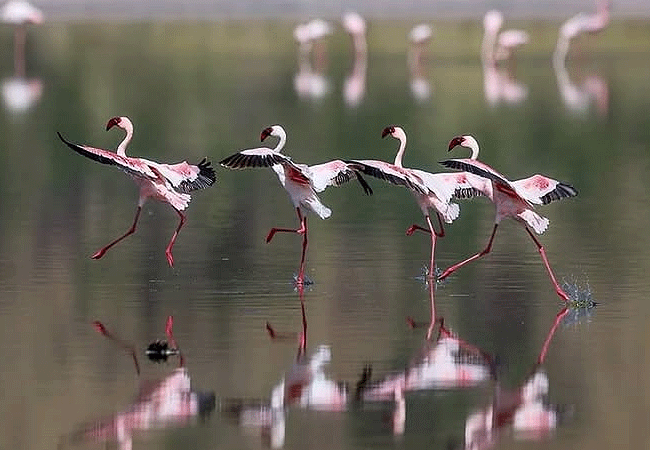 flamingo-hill-tented-camp-lake-nakuru-national-park-flamingos-taking-off-from-water Flamingo Hill Tented Camp Lake Nakuru National Park Kenya