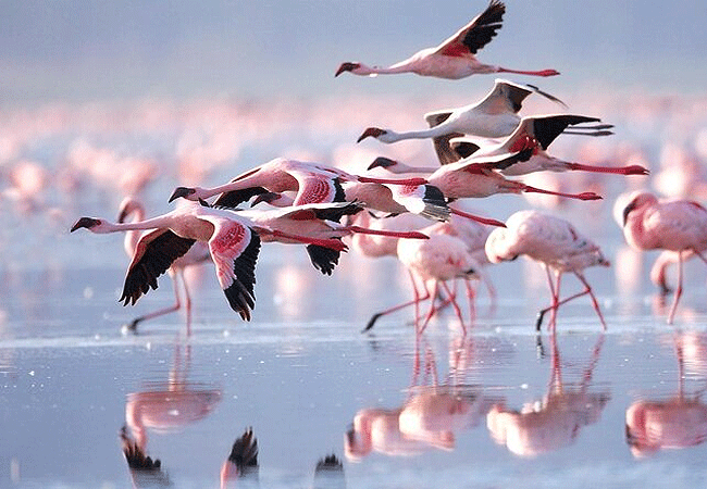 flamingo-hill-tented-camp-lake-nakuru-national-park-flamingos Flamingo Hill Tented Camp Lake Nakuru National Park Kenya