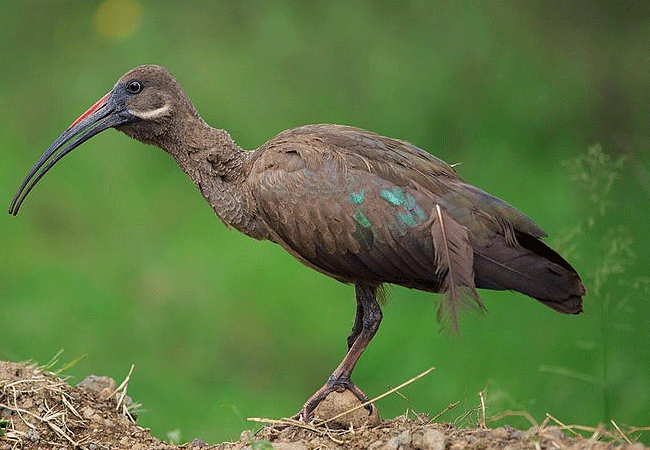 flamingo-hill-tented-camp-lake-nakuru-national-park-hadada-ibis Flamingo Hill Tented Camp Lake Nakuru National Park Kenya